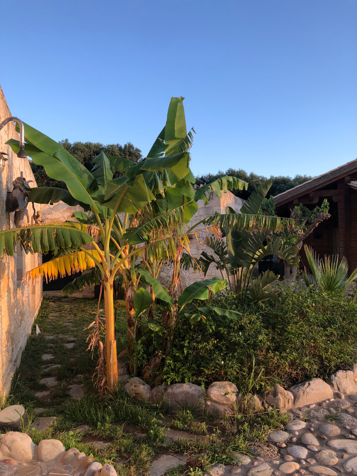 Banana grove, monstera and ancient olive between the villas — natural fractal geometry and layered botanical depth